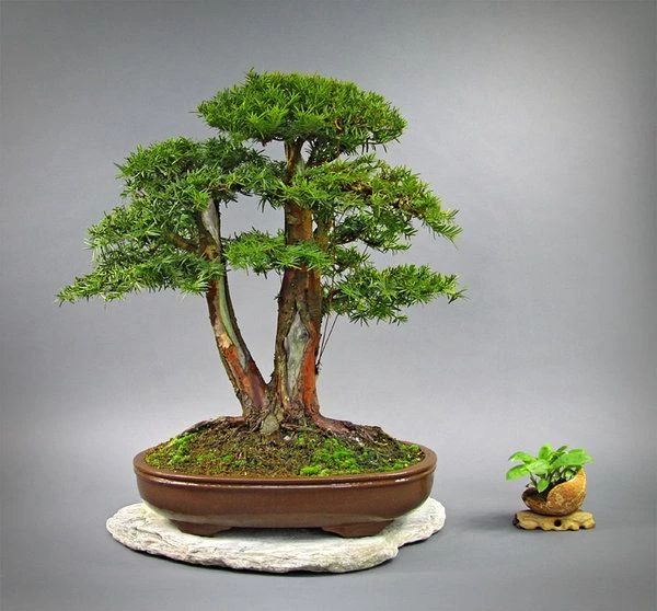 每年一般是进行一次修剪,修剪的时候要注意,不要剪得太狠,红豆杉本身