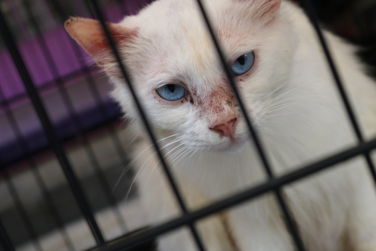 笼养猫咪能避免主子走丢?安全问题是解决了,心理健康有考虑吗