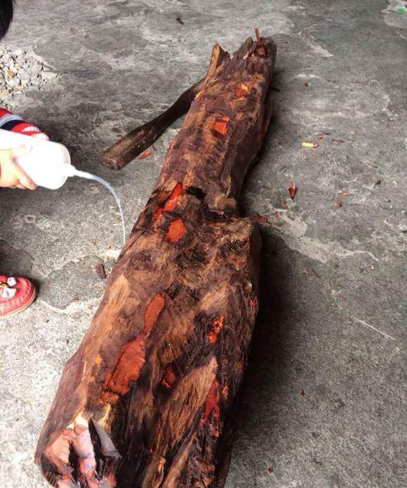 小叶紫檀赌木开料,到底结果如何?