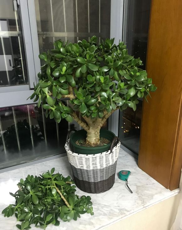 玉树养成老桩春天多剪几刀憋一憋养分主干长成大象腿