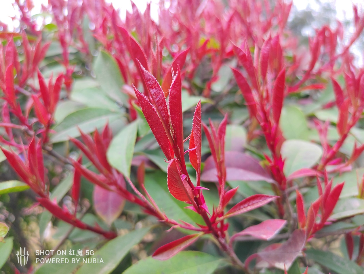 游戏手机不再需要半斤重!红魔5G“轻、快“带你上分吃鸡!