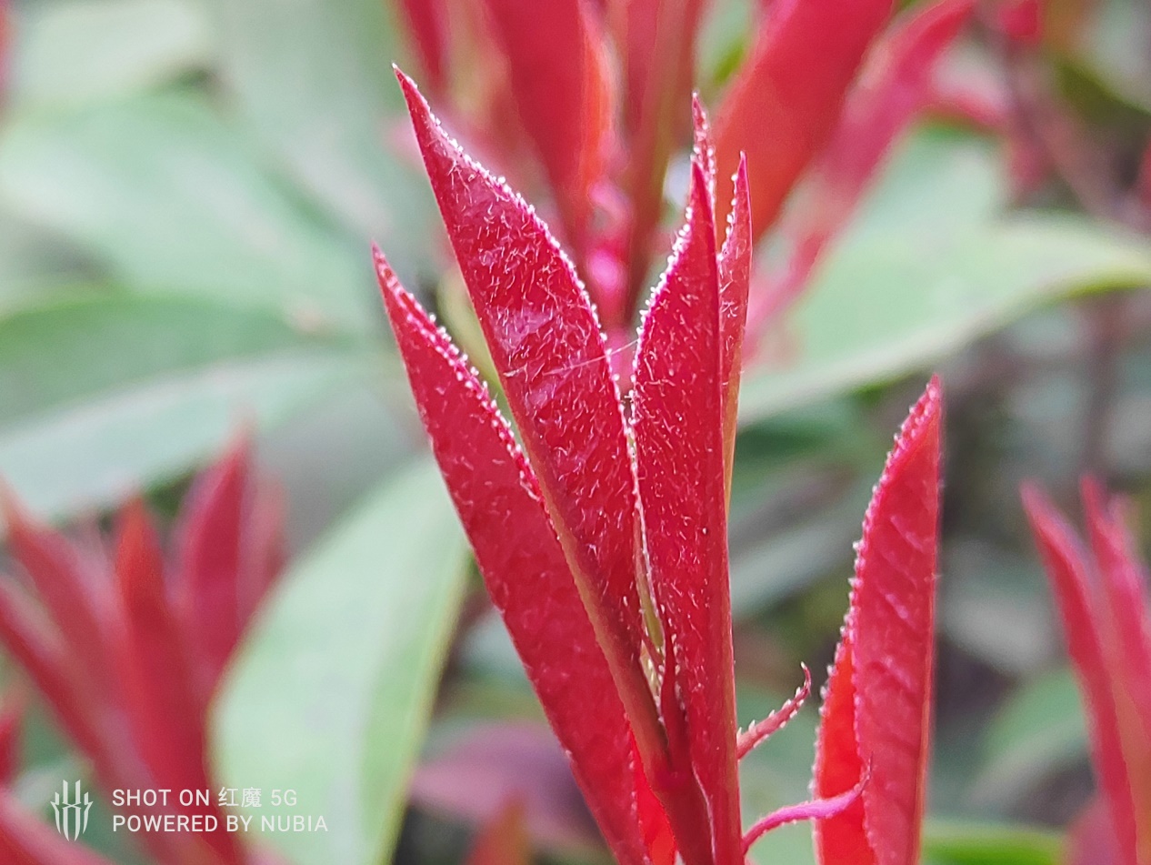 游戏手机不再需要半斤重!红魔5G“轻、快“带你上分吃鸡!