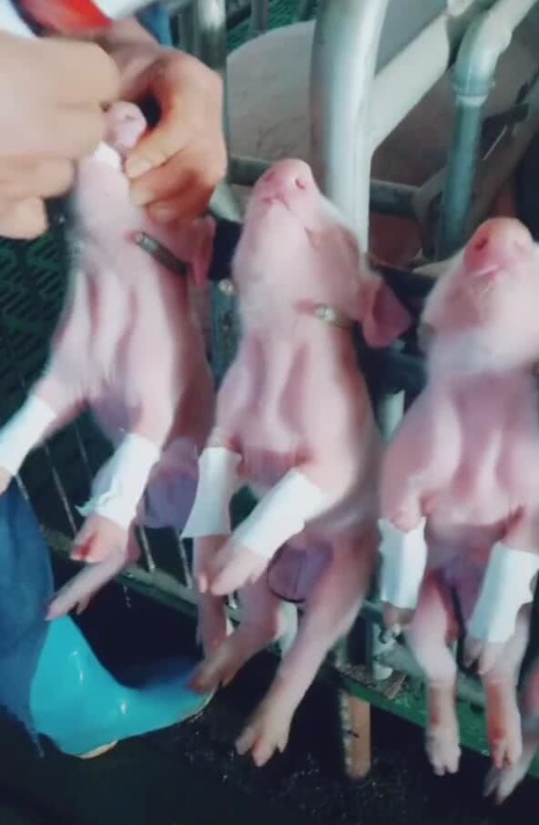 小猪仔刚出生第二天,被抓起来挂住,了解操作后让人笑喷