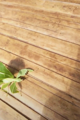一只绿色的虫子在爬行,薄得像树叶,网友一瞧:稀罕物!