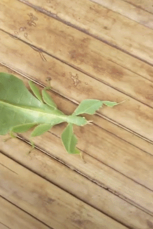 一只绿色的虫子在爬行,薄得像树叶,网友一瞧:稀罕物!