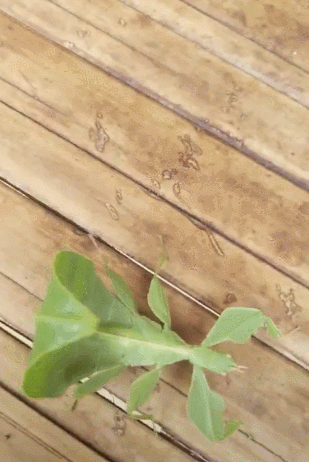 一只绿色的虫子在爬行,薄得像树叶,网友一瞧:稀罕物!