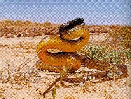 看看世界陆地总榜第一毒蛇,俗称一口没,比眼镜王蛇毒