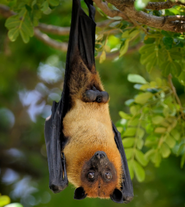 犹如翼龙飞行在天,这种蝙蝠巨大无比,却被当做美食