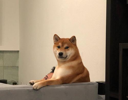 柴犬可是靠着表情包出名的狗子,网络上有着它们各种各样的表情包,它们