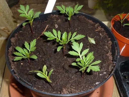 养万寿菊盆栽给肥多了,导致只长叶子不开花,适当干旱才能多开花