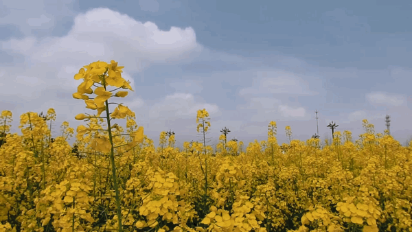 实拍重庆1000亩油菜花,人少小众还免费