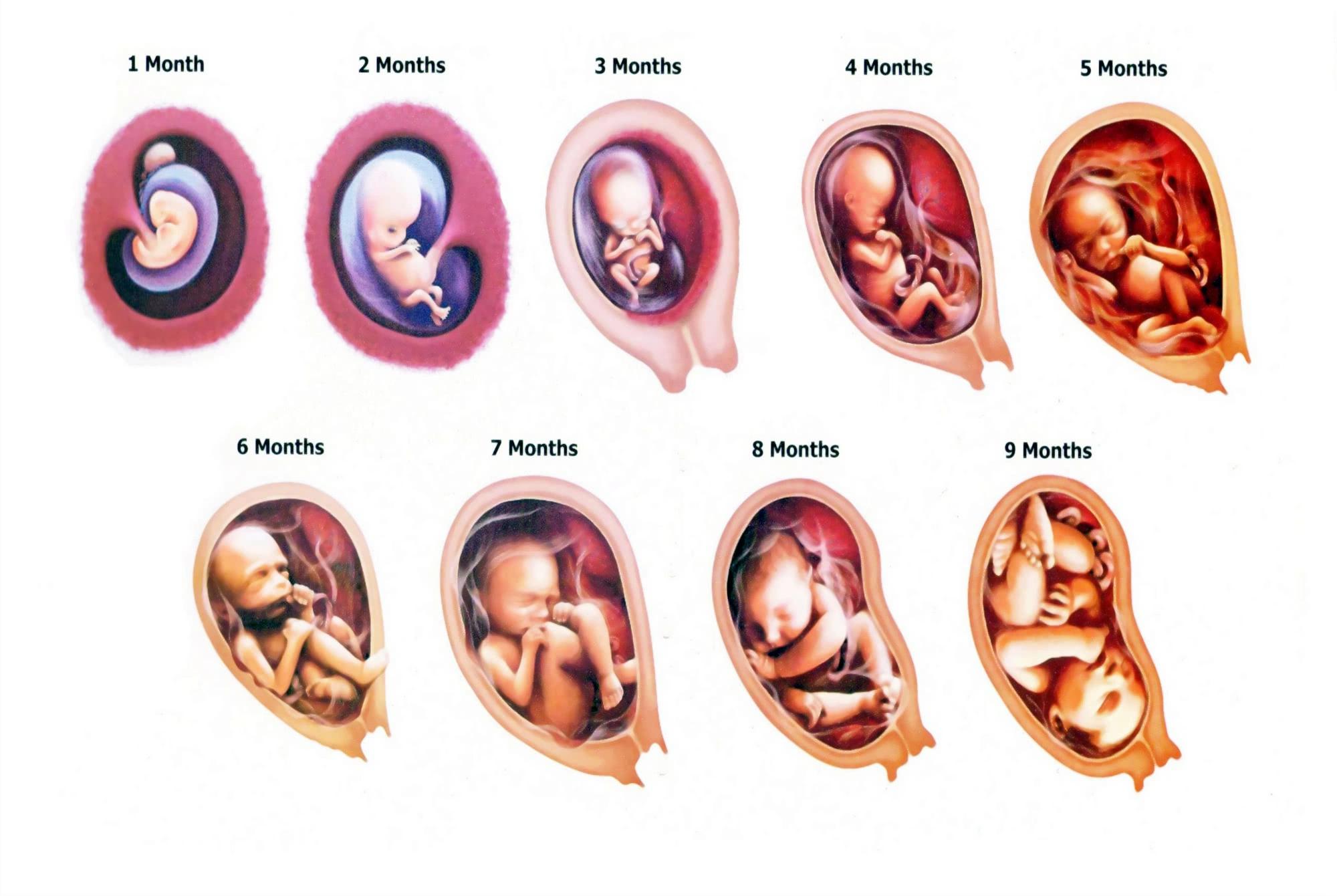 等于拿到"顺产通行证",产程起码快一倍|顺产|胎位|胎儿_新浪新闻
