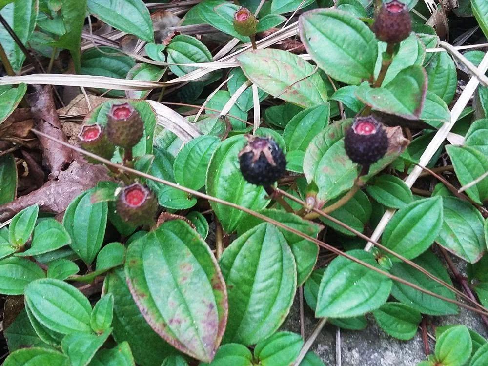 草丛里的小石榴,儿时当零食吃,含钙量比钙片还高|野果|钙片|含钙量