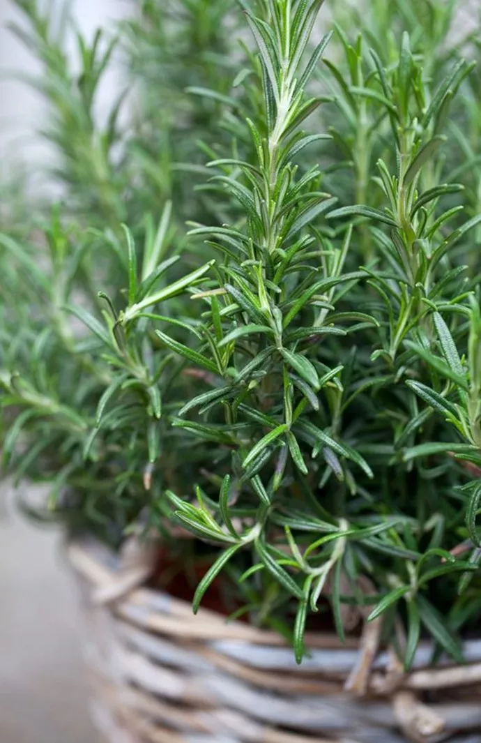 迷迭香带香气天然香料植物家里养一盆免费空气清洁剂