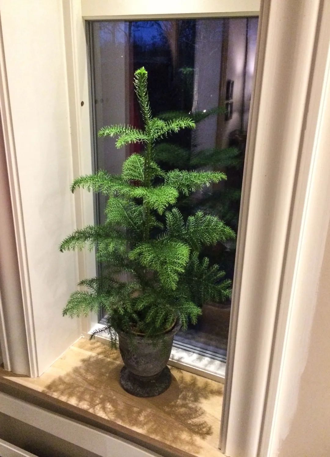 养客厅特别大气的南洋杉盆栽,我们养的都是小幼苗,可用种子培育