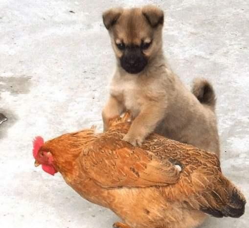 三只狗轮流踩鸡背上桌吃肉网友没眼看鸡你不反抗嘛