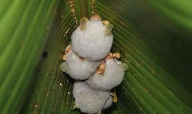 高颜值蝙蝠长啥样?纯白色,长相萌萌哒,快来一睹芳容