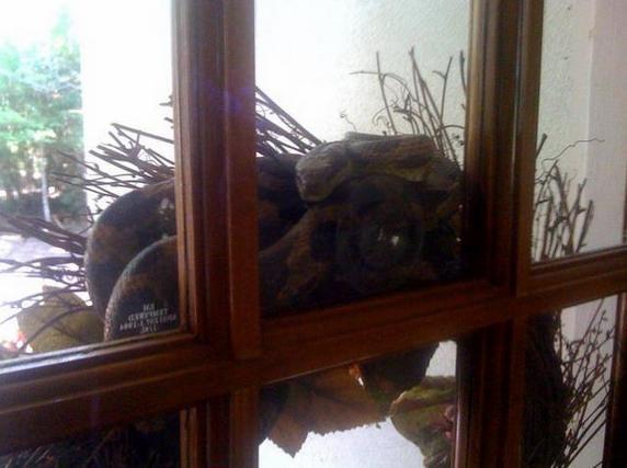 男子发现自家大门有些异常，靠近被藏门上的东西吓了一跳！休闲区蓝鸢梦想 - Www.slyday.coM