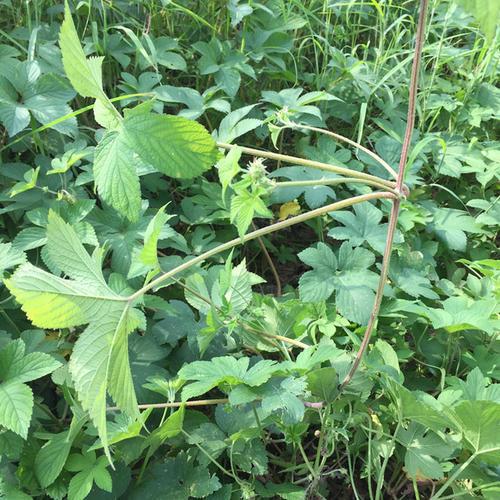 野外一种野草长"五爪",名叫五爪龙,价值高有很多作用