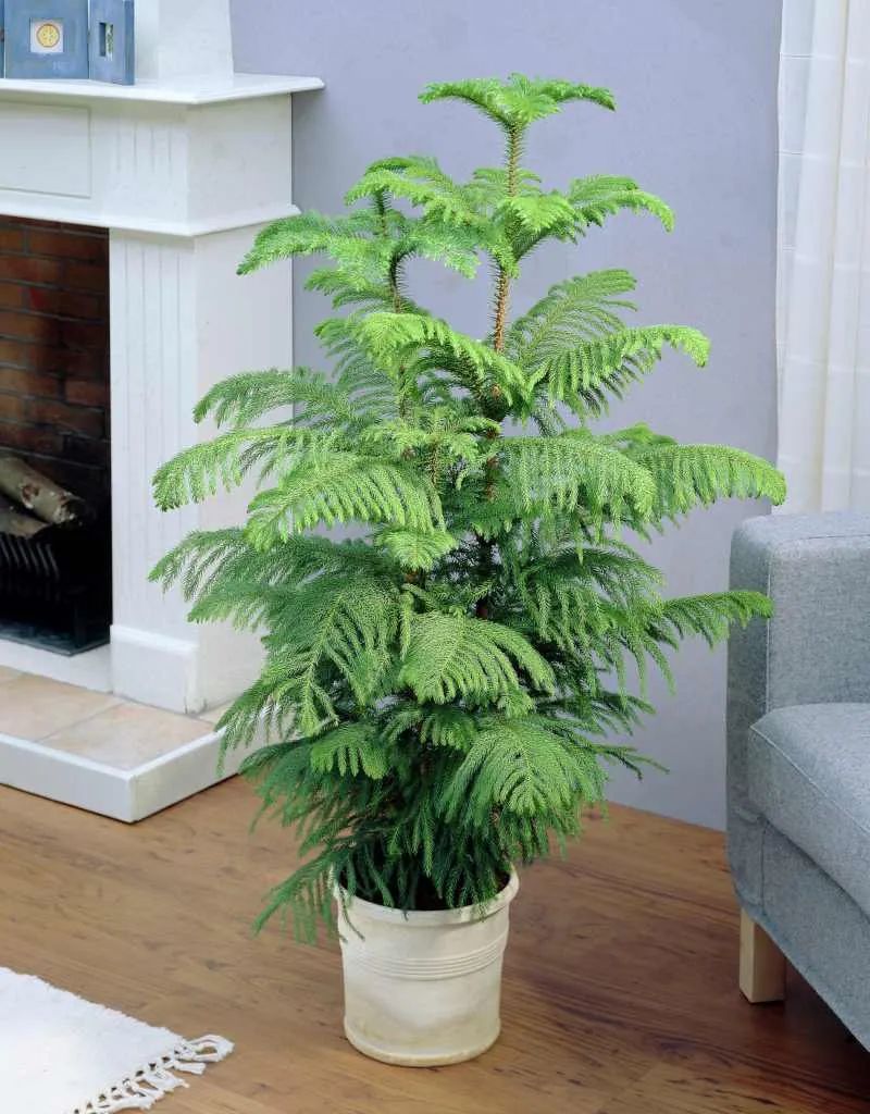 养客厅特别大气的南洋杉盆栽,我们养的都是小幼苗,可用种子培育