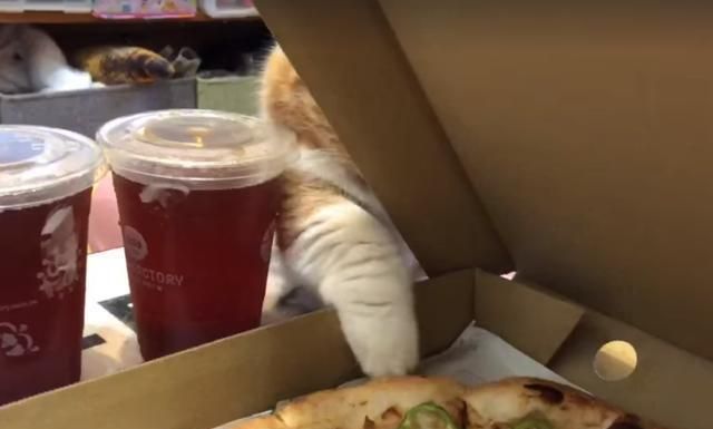 猫咪偷吃主人的食物,不料手短够不着,网友:拿人"手短"