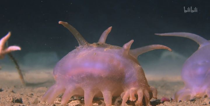 巨型海绵,巨型海星和巨型鱿鱼