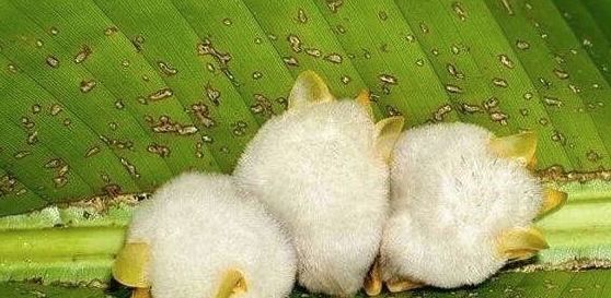 纯白色,长相萌萌哒,快来一睹芳容