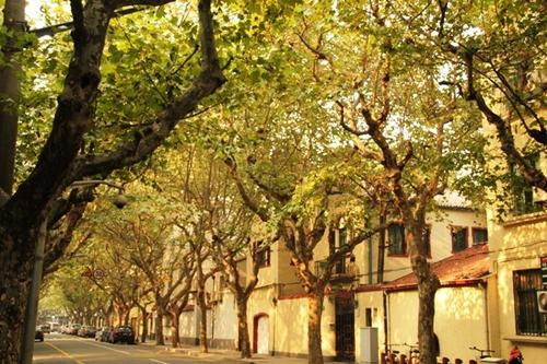 不可错过的上海街道,白天是文艺的梧桐路,晚上却成了"不夜街"