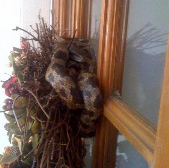 男子发现自家大门有些异常，靠近被藏门上的东西吓了一跳！休闲区蓝鸢梦想 - Www.slyday.coM