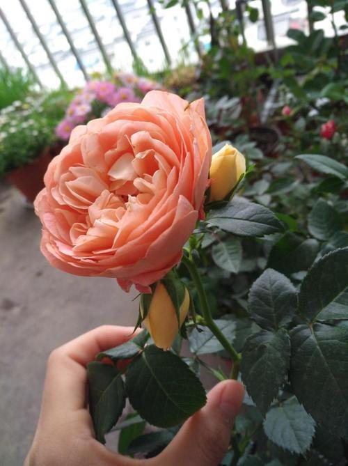 月季花也有"果汁味",开花注意这3点,开花艳花朵大