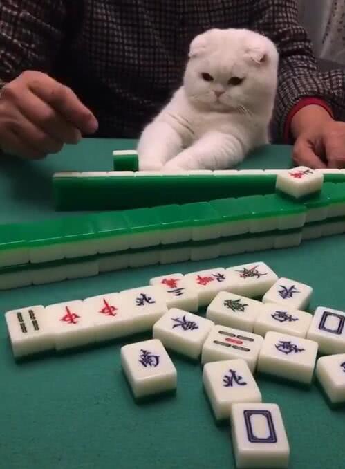 过年抱猫咪打麻将手气特别的好网友是招财猫