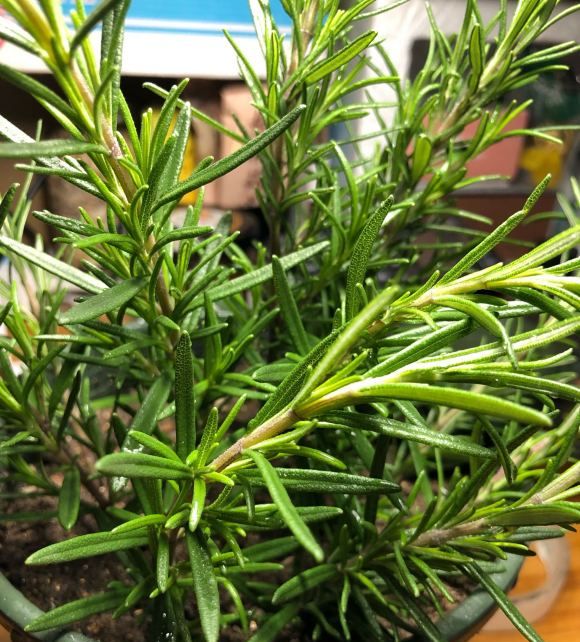 迷迭香带香气,天然"香料植物",家里养一盆,免费空气清洁剂