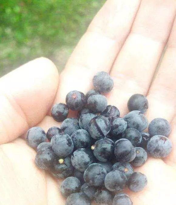 17火棘火棘现在做成绿化植被比较多,火棘的果实红红的,像是小型的山楂