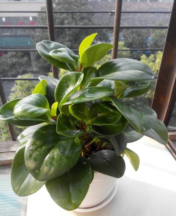 豆瓣绿长的慢?去掉"顶端枝条",侧芽呼呼冒,长成大绿球球