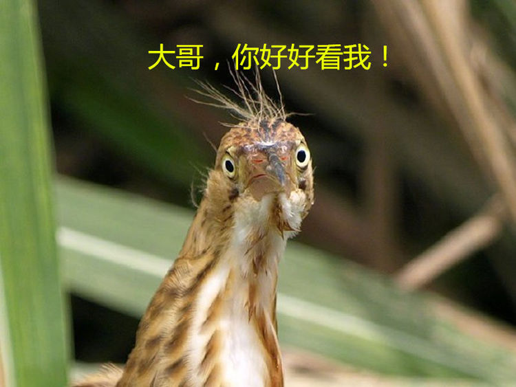 野外发现一只腿长脖子长的鸟,画风搞笑,这鸟越看越沙雕