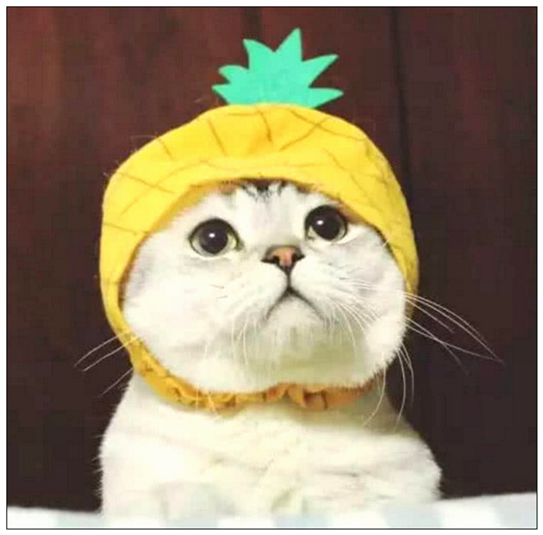 女主买了个菠萝帽子,给猫咪套上后,一看瞬间被萌化了