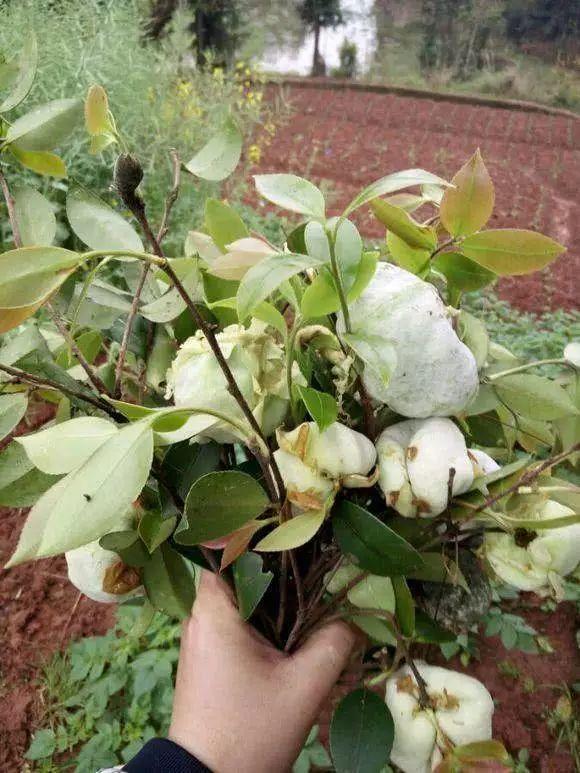 小时候吃的野果子,吃过5种以上的都是农村娃,满满的回忆