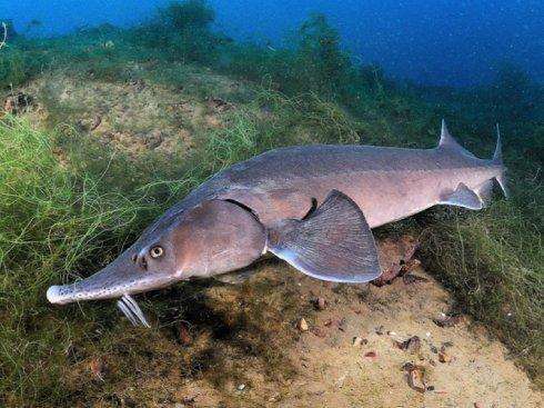 现实中的欧鳇,不仅寿命极长,还是能产"黑色黄金"的淡水鱼之王