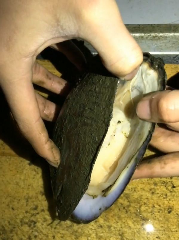 我们知道,珍珠都是来自河蚌或者是一些贝类,当珍珠母贝和蚌贝在水中