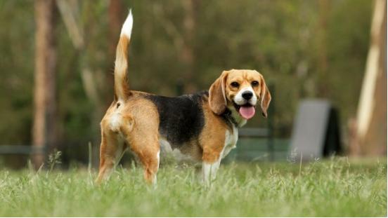 狗狗摇尾巴有多种意思?看看自己知道多少种意思