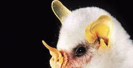 高颜值蝙蝠长啥样?纯白色,长相萌萌哒,快来一睹芳容