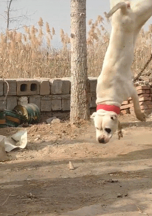 狗狗凶猛扑向路人,当扑过去之后,下一秒直接悲剧