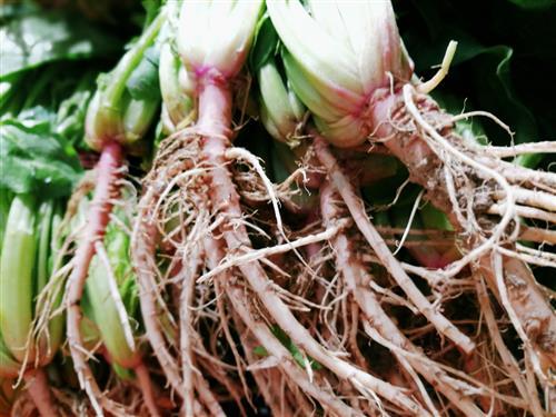 菠菜被誉为春天里的"脑黄金",都有哪些好处,来看看!