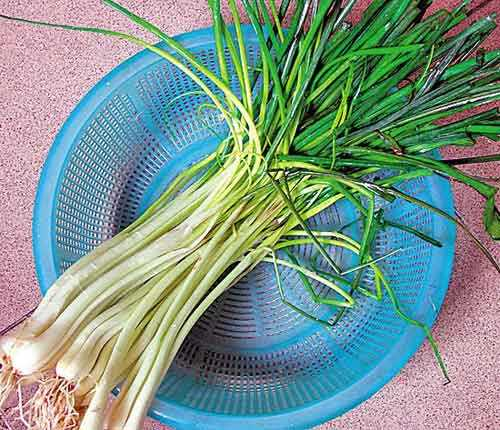 荞菜,是广州人清明节餐桌上不可缺少的时令蔬菜!