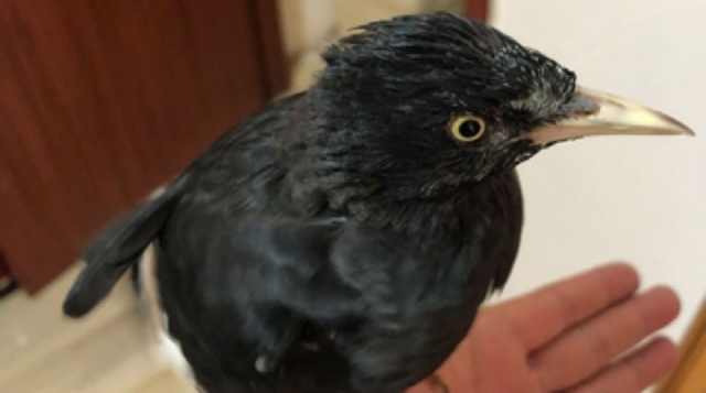 如何从雏鸟阶段开始饲养八哥呢?爱鸟人士的你学会了吗