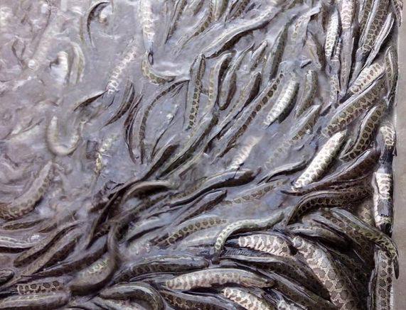 黑鱼也叫孝鱼,鱼妈妈每次生鱼宝宝的时候,都会失明一段时间