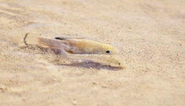 适应能力最强的鱼,在沙漠里挣扎了5万年,人类为其提供栖息地