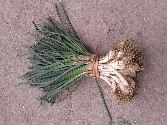 荞菜,是广州人清明节餐桌上不可缺少的时令蔬菜!