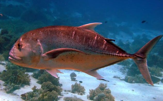 能吃掉水鸟的鱼就是珍鲹,珍鲹鱼属于鲹科鲹属的一种海水鱼类.