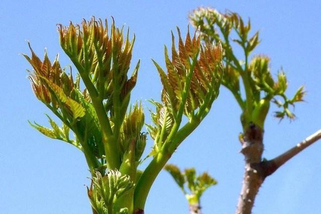 酷似香椿芽,却比椿芽好吃百倍,人称"山野菜之王",如今吃不到|刺老芽